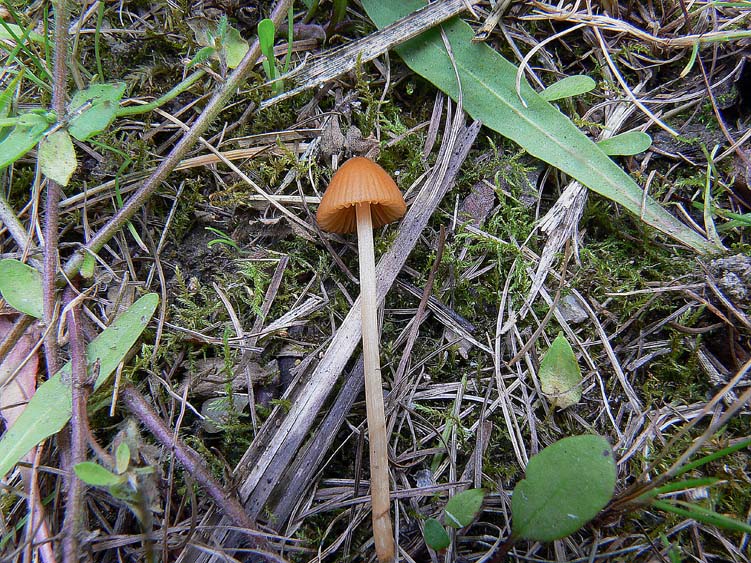 Conocybe pubescens?